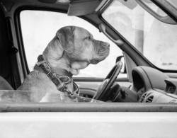 Rosa The Shop Dog Sitting In The Van