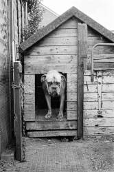 Mastiff Stands Sulking At Kennel Door