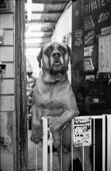 English Mastiff Dog On Its Hind Legs In Workshop