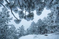 Frosted Ponderosa Pines Atop Flagstaff Mountain, Boulder Mountain Parks, Colorado