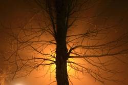 Tree In The Fog.