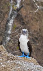 Blue-Footed Booby.  Isla De La Plata  Ecuador