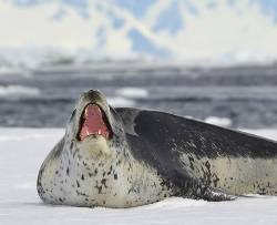 Leopard Seal Baring It’s Teeth, Lying On Floating Sea Ice, Antarctica
