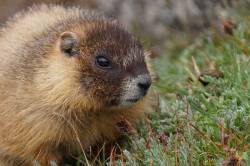 Closeup Marmot BabeMt Evans, COAUG 2015