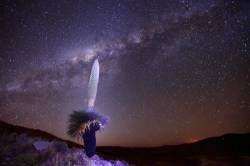 Milky Way Galactic Centre Above Puya Raimondii Plant In Flower, Near Comanche, Bolivia