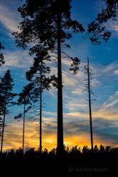 Fir Trees Against A Colorful Sunset