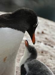Gentoo Penguin And Chick, Petermann Island, Antarctica