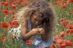 Little Girl In Poppy Field Examining Seed Heads