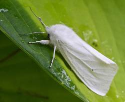 Virginia Tiger Moth, Ontario, Canada