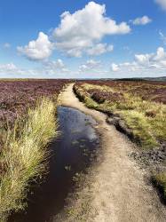 The Pennine Way On Stanbury Moor Near Haworth West Yorkshire England