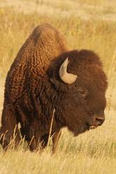 Buffalo RightRocky Mountain Arsenal And Wildlife Refuge, COSEP 2017