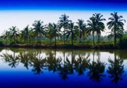Horizontal Vibrant Dramatic Palms In A Row With Reflections Landscape Backgorund Backdrop