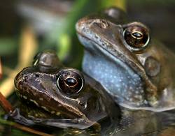 Mating Frogs