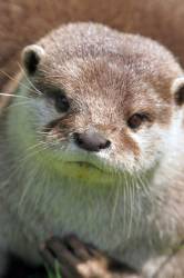 Otter 2
