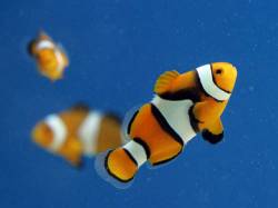 Clown Fish