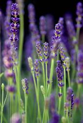 Lavender In Afternoon Light 4