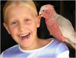 Girl With Bird ( Galah )