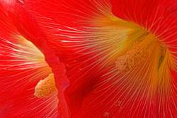 Hollyhock