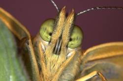Silver Washed Fritillary Butterfly Argynnis Paphia Close Up Of Face Showing Curled Tongue And Large Compound Eyes Macro Photographic Technique United Kingdom