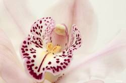 White Orchid Blossom