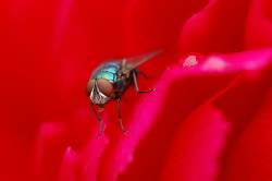 Fly On Peony