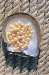 Gold Pearls In Pearl Shell