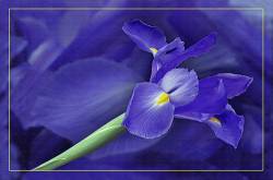 Blue Iris