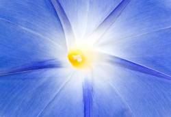Ipomoea Heavenly Blue