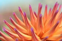 Macro Of Dahlia Petals , ICARUS
