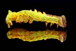 Yellow Larva On A Black Mirror