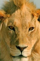Tight Portrait Of A Male Lion With Amber Eyes Looking Directly At The Camera Kalahari Gemsbok Park , Kgalagadi Transfrontier Park , Northern Cape , South Africa