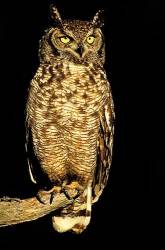 Spotted Eagle Owl South Africa