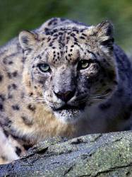 Snow Leopard , Marwell Zoo , Hampshire , England