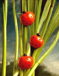 Ladybird , Ladybug