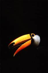 Tucan XL Toco Toucan