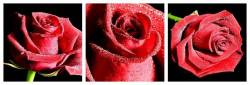 Red Rose Collection ( White Border )