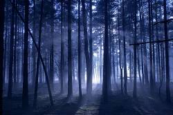 Low Autumn / Winter Sunlight Shafts Through Pine Trees , Ockley Common , Surrey