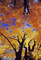 Maple Trees In Fall Colors In New England , USA