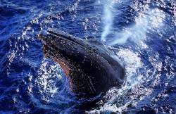 Humpback Whale Lifting Its Head Out Of The Water And Blowing Out Warm Air , Antarctica