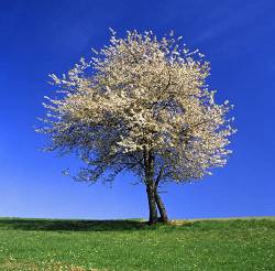 Fruit Tree