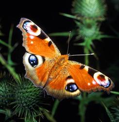 Peacock Butterfly
