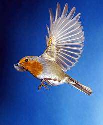 Robin In Flight