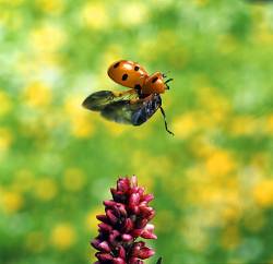 Ladybird