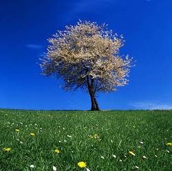 Cherry Tree