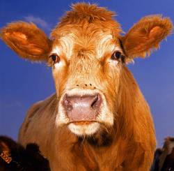 Cow