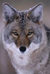 Coyote With Dusting Of Snow On Head , Yellowstone National Park , Wyoming USA