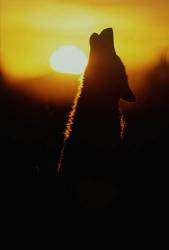 Wolf Howling , Sunrise , Bridger National Forest , Montana USA