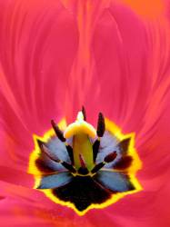 Inside Tulip Flower