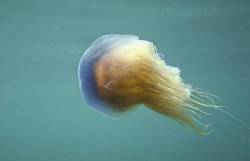 Purple Nasty Jellyfish ( Cyanea Lamarkii ) Off The South Coast Of England A Stinging Jellyfish