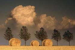 Near Chelmsford Farming Landscape At Harvest Time With Round Straw Bales And Row Of Trees On Skyline